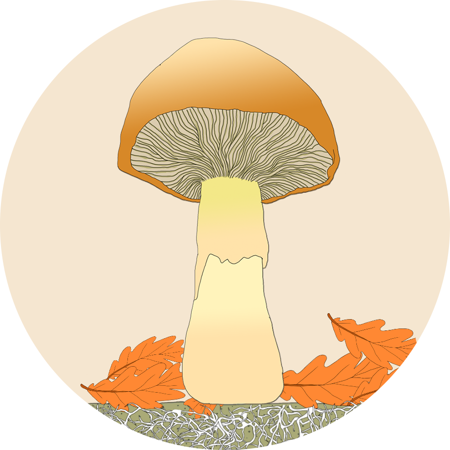 mushroom close-up