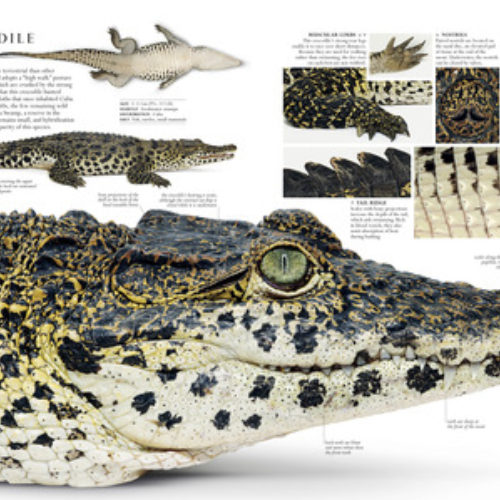natural-history-smithsonian-thumbnail