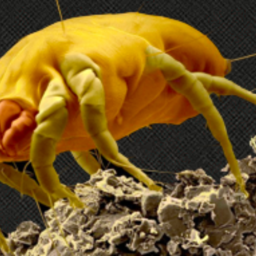 your-wildlife-thumbnail