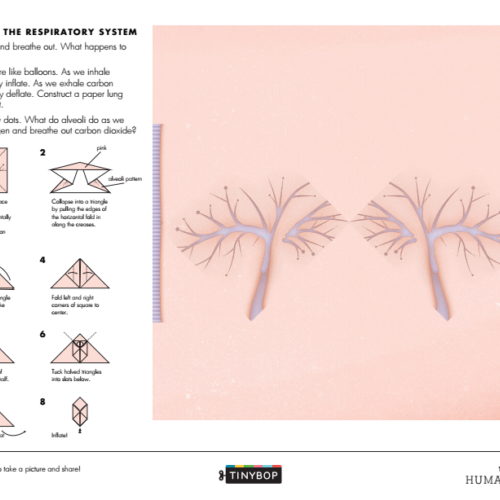 fold-crease-inflate-more-activities-for-the-human-body-thumbnail